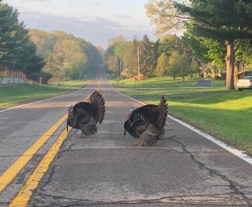 Turkeys